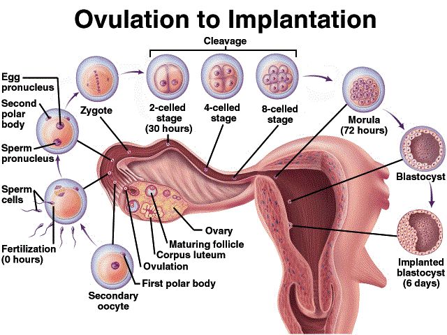 implantation 01